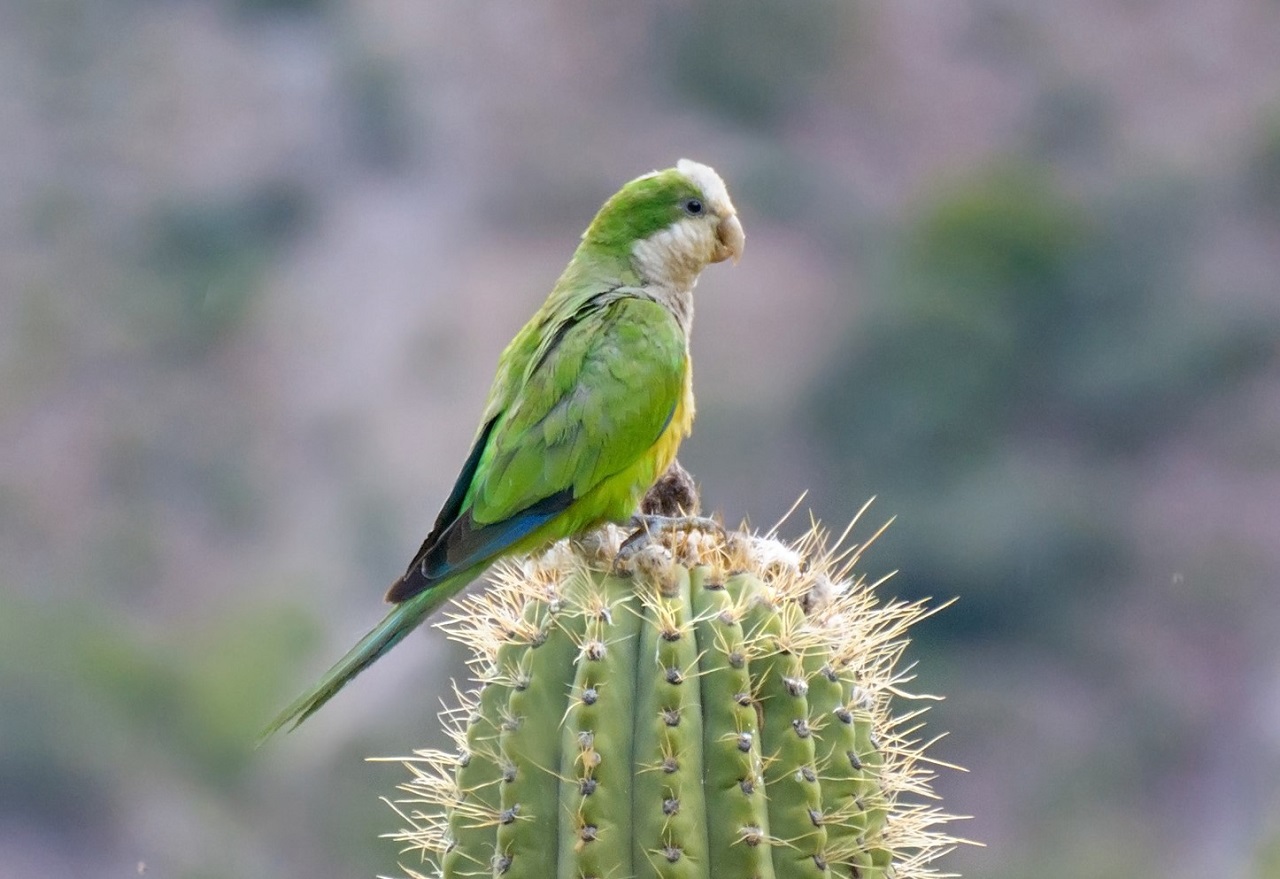 Biodiversidad registrada en BioData